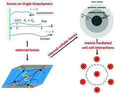 Graphical abstract: Continuum elastic models for force transmission in biopolymer gels