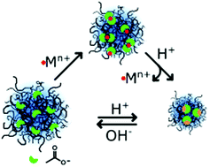 Graphical abstract: Metal cation responsive anionic microgels: behaviour towards biologically relevant divalent and trivalent ions