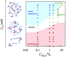 Graphical abstract: Structure and phase behavior of poly(acrylic acid)–ferric ion complex aqueous solutions