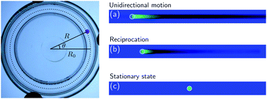 Graphical abstract: A surfactant reaction model for the reciprocating motion of a self-propelled droplet
