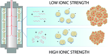 Graphical abstract: Ionic strength and polyelectrolyte molecular weight effects on floc formation and growth in Taylor–Couette flows