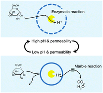 Graphical abstract: Towards synergistic oscillations in enzymatically active hydrogel spheres