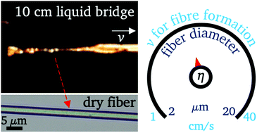 Graphical abstract: Polymer entanglement drives formation of fibers from stable liquid bridges of highly viscous dextran solutions