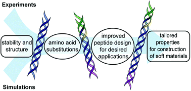 Graphical abstract: Combining simulations and experiments for the molecular engineering of multifunctional collagen mimetic peptide-based materials