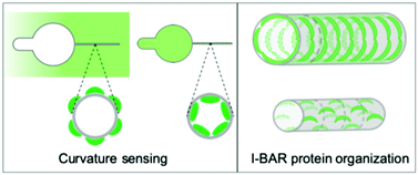Graphical abstract: Comparing physical mechanisms for membrane curvature-driven sorting of BAR-domain proteins