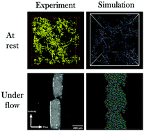 Graphical abstract: Shear driven vorticity aligned flocs in a suspension of attractive rigid rods