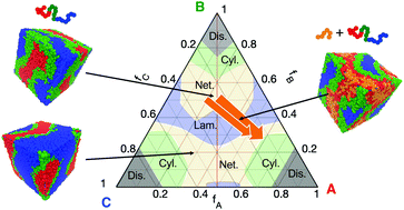 Graphical abstract: Conformational and topological correlations in non-frustated triblock copolymers with homopolymers