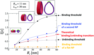 Graphical abstract: Binding, unbinding and aggregation of crescent-shaped nanoparticles on nanoscale tubular membranes