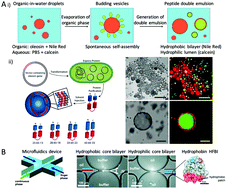 Graphical abstract: In search of a novel chassis material for synthetic cells: emergence of synthetic peptide compartment