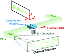 Graphical abstract: Combined electrokinetic and shear flows control colloidal particle distribution across microchannel cross-sections