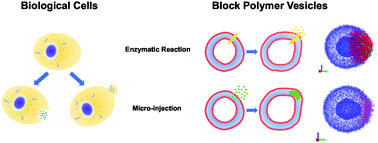Graphical abstract: Using reactive dissipative particle dynamics to understand local shape manipulation of polymer vesicles