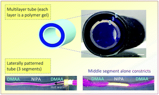 Graphical abstract: Multilayer tubes that constrict, dilate, and curl in response to stimuli