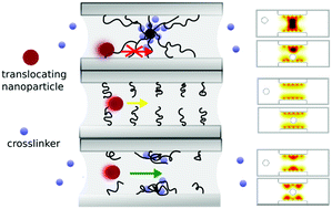 Graphical abstract: Nanopore gates via reversible crosslinking of polymer brushes: a theoretical study