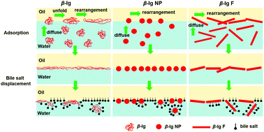 Graphical abstract: Interfacial behaviour of β-lactoglobulin aggregates at the oil–water interface studied using particle tracking and dilatational rheology