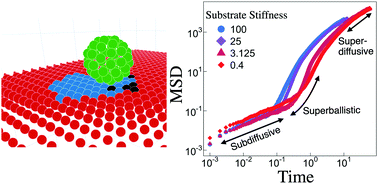 Graphical abstract: Substrate stiffness tunes the dynamics of polyvalent rolling motors