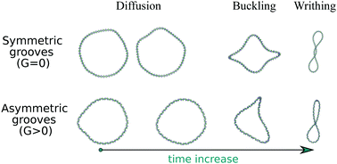 Graphical abstract: Twist dynamics and buckling instability of ring DNA: the effect of groove asymmetry and anisotropic bending
