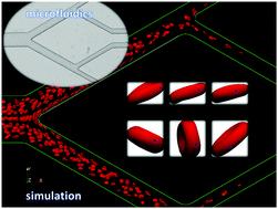 Graphical abstract: Emergent cell-free layer asymmetry and biased haematocrit partition in a biomimetic vascular network of successive bifurcations