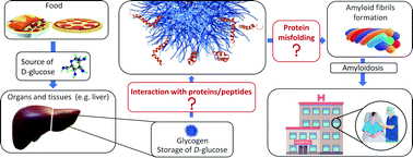 Graphical abstract: Does polysaccharide glycogen behave as a promoter of amyloid fibril formation at physiologically relevant concentrations?