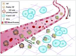 Graphical abstract: Tailoring patchy nanoparticle design to modulate serum albumin adsorption and membrane interaction