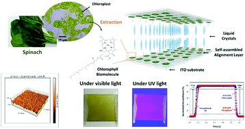 Graphical abstract: Environmentally sustainable color-switchable alignment layer formed by nanoscale interfacial self-assembly of chlorophyll biomolecules