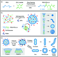 Graphical abstract: Membrane folding and shape transformation in biomimetic vesicles