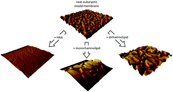Graphical abstract: Impact of the number of rhamnose moieties of rhamnolipids on the structure, lateral organization and morphology of model biomembranes