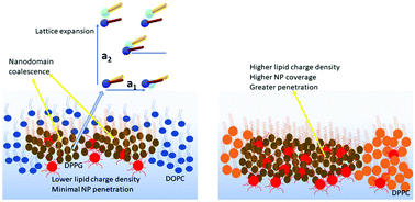 Graphical abstract: Penetration and preferential binding of charged nanoparticles to mixed lipid monolayers: interplay of lipid packing and charge density