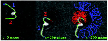 Graphical abstract: Resistive force theory and wave dynamics in swimming flagellar apparatus isolated from C. reinhardtii