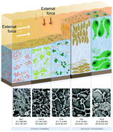 Graphical abstract: Biofilm mechanics in an extremely acidic environment: microbiological significance