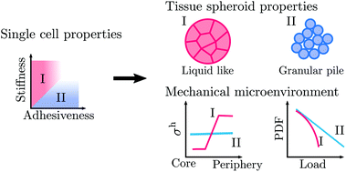 Graphical abstract: Distribution and propagation of mechanical stress in simulated structurally heterogeneous tissue spheroids