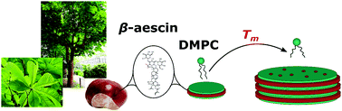 Graphical abstract: Aescin – a natural soap for the formation of lipid nanodiscs with tunable size