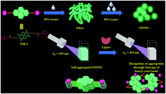 Graphical abstract: Lipase sensing by naphthalene diimide based fluorescent organic nanoparticles: a solvent induced manifestation of self-assembly