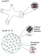 Graphical abstract: Alpha helical surfactant-like peptides self-assemble into pH-dependent nanostructures