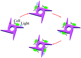 Graphical abstract: Robotized algal cells and their multiple functions