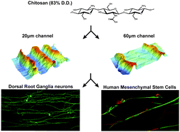 Graphical abstract: Compounded topographical and physicochemical cueing by micro-engineered chitosan substrates on rat dorsal root ganglion neurons and human mesenchymal stem cells