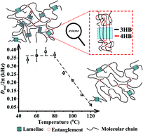 Graphical abstract: Chain dynamics and crystalline network structure of poly[R-3-hydroxybutyrate-co-4-hydroxybutyrate] as revealed by solid-state NMR