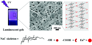 Graphical abstract: Self-assembled luminescent cholate gels induced by a europium ion in deep eutectic solvents