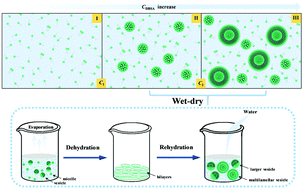 Graphical abstract: Vesicle formation of single-chain amphiphilic 4-dodecylbenzene sulfonic acid in water and micelle-to-vesicle transition induced by wet–dry cycles