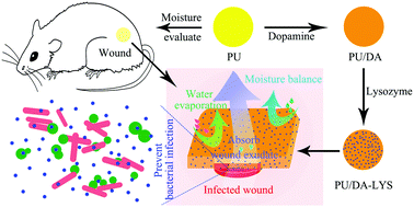 Graphical abstract: A moisture balanced antibacterial dressing loaded with lysozyme possesses antibacterial activity and promotes wound healing