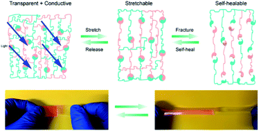 Graphical abstract: Transparent conductive elastomers with excellent autonomous self-healing capability in harsh organic solvent environments