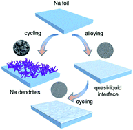 Graphical abstract: A thermodynamically stable quasi-liquid interface for dendrite-free sodium metal anodes