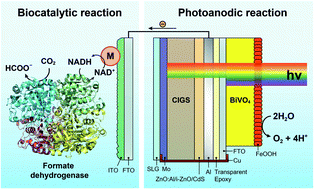 Graphical abstract: Robust FeOOH/BiVO4/Cu(In, Ga)Se2 tandem structure for solar-powered biocatalytic CO2 reduction