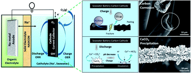 Graphical abstract: Identifying the mechanism and impact of parasitic reactions occurring in carbonaceous seawater battery cathodes