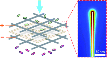 Graphical abstract: Development of nanowire-modified electrodes applied in the locally enhanced electric field treatment (LEEFT) for water disinfection