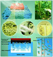Graphical abstract: An ‘antifouling’ porous loofah sponge with internal microchannels as solar absorbers and water pumpers for thermal desalination