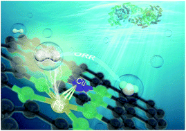 Graphical abstract: A Cu and Fe dual-atom nanozyme mimicking cytochrome c oxidase to boost the oxygen reduction reaction