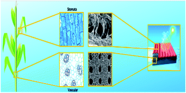 Graphical abstract: A three-dimensional printed biomimetic hierarchical graphene architecture for high-efficiency solar steam-generation