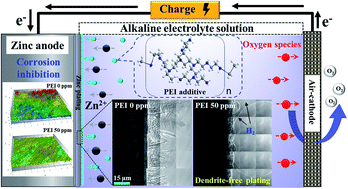 Graphical abstract: Revealing the effect of polyethylenimine on zinc metal anodes in alkaline electrolyte solution for zinc–air batteries: mechanism studies of dendrite suppression and corrosion inhibition