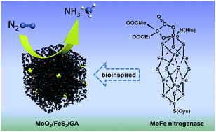 Graphical abstract: A MoFe nitrogenase-mimicking electrocatalyst for nitrogen fixation with high faradaic efficiency