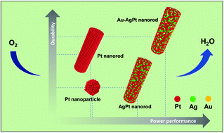 Graphical abstract: Au integrated AgPt nanorods for the oxygen reduction reaction in proton exchange membrane fuel cells